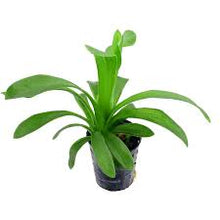 Sagittaria Platyphylla - Potted