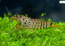 King Galaxy Tiger Shrimp