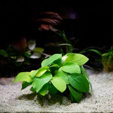 Anubias Nana Golden - Tissue Culture
