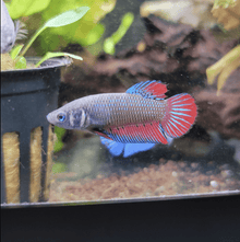 Imbellis Female Betta - Planted Aquaria