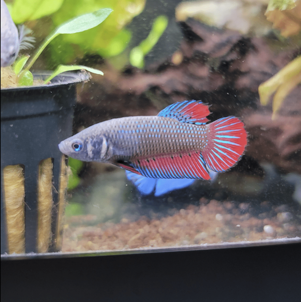 Imbellis Female Betta - Planted Aquaria