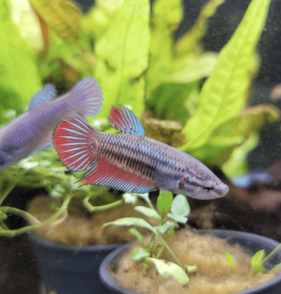 Imbellis Female Betta - Planted Aquaria