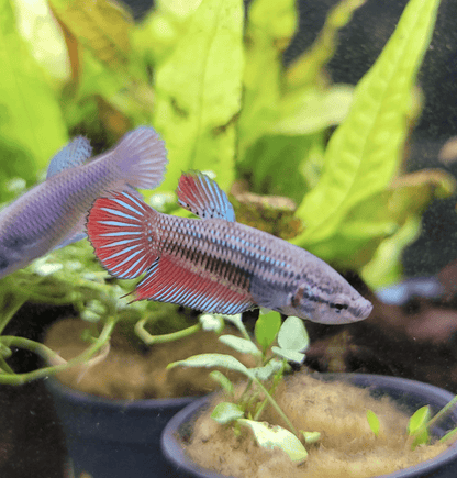 Imbellis Female Betta - Planted Aquaria