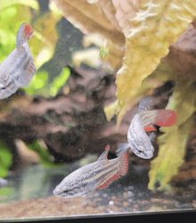 Imbellis Female Betta - Planted Aquaria