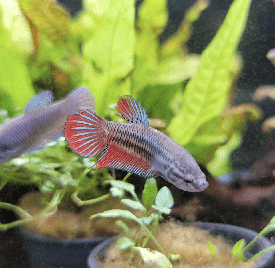 Imbellis Female Betta - Planted Aquaria
