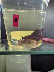 Imbellis x Koi Betta Males (Local Bred) - Planted Aquaria