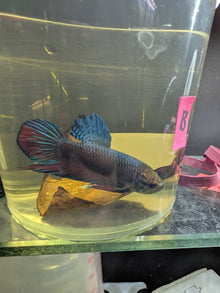 Imbellis x Koi Betta Males (Local Bred) - Planted Aquaria