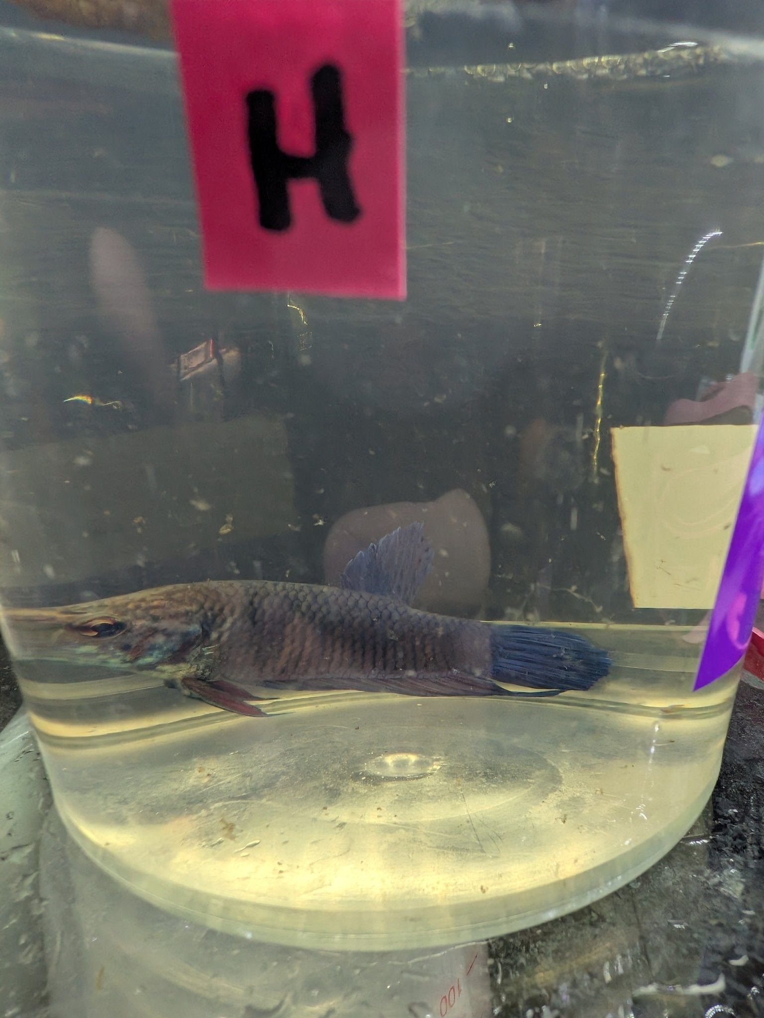 Imbellis x Koi Betta Males (Local Bred) - Planted Aquaria