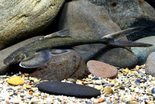 Indo Hillstream Loach - Planted Aquaria