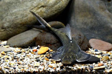 Indo Hillstream Loach - Planted Aquaria