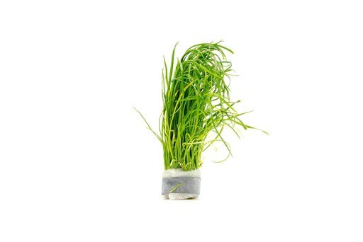 Isoetes velata varsicula - Unpotted - Planted Aquaria