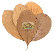 Jack Fruit Leaves - 10 Pack - Planted Aquaria