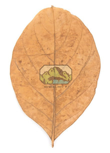 Jack Fruit Leaves - 10 Pack - Planted Aquaria