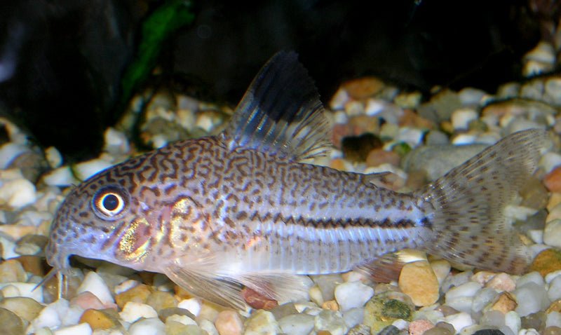 Julii Corydora - Planted Aquaria