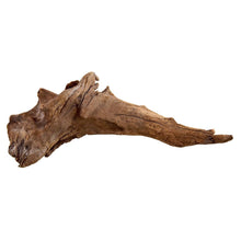 Kapas Root