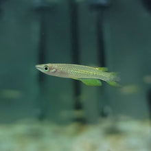 Golden Wonder Killifish