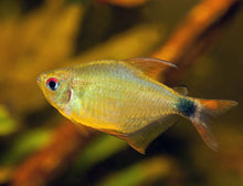 Kitty Tetra - Planted Aquaria
