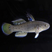 Knight Goby - Planted Aquaria