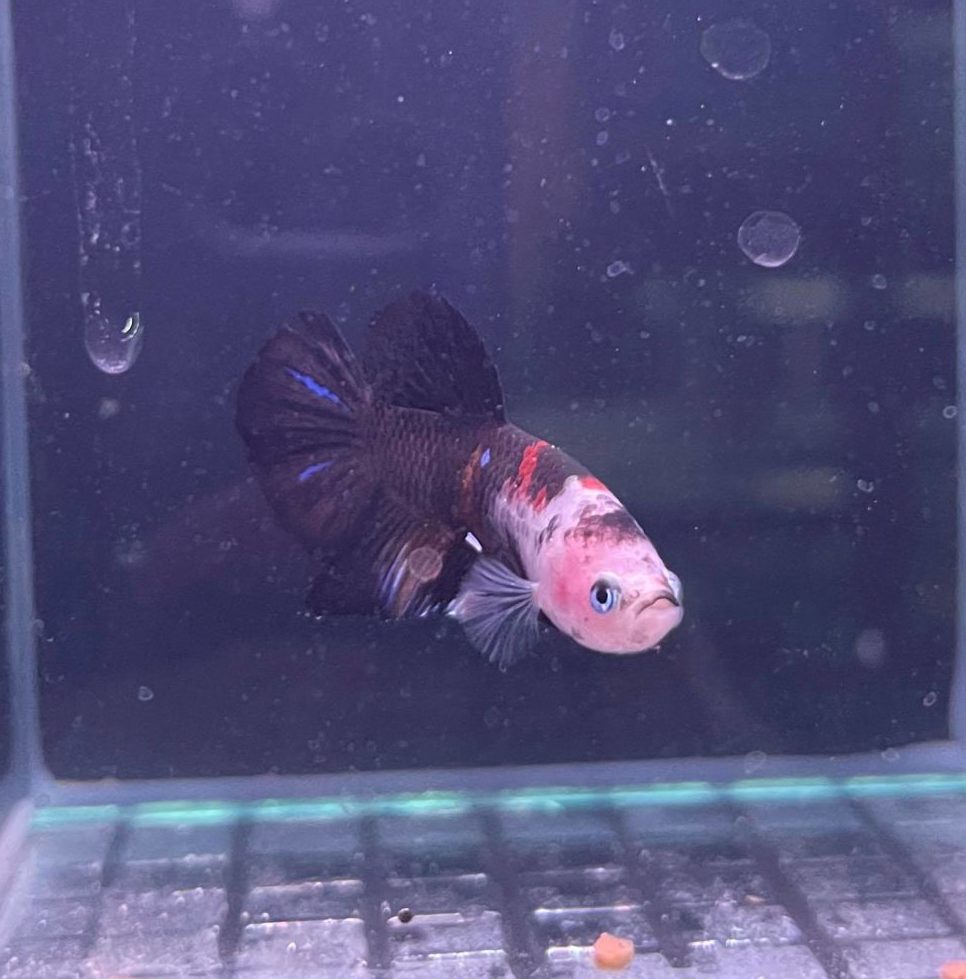 Koi Male Betta - Planted Aquaria