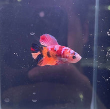 Koi Male Betta - Planted Aquaria