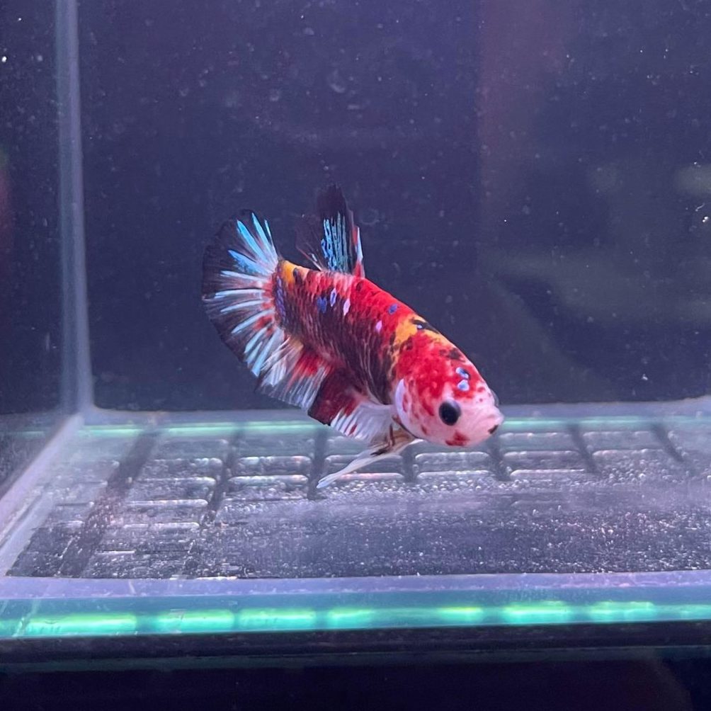 Koi Male Betta - Planted Aquaria