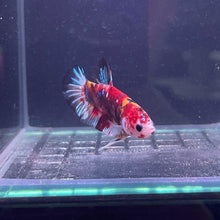 Koi Male Betta - Planted Aquaria