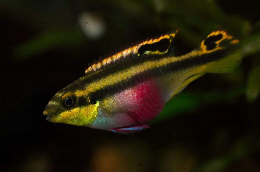 Kribensis Cichlid - Planted Aquaria
