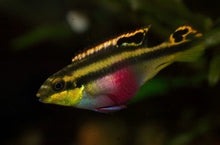 Kribensis Cichlid - Planted Aquaria