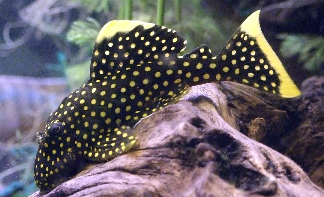 L018 - Big Spot Gold Nugget Pleco - Planted Aquaria