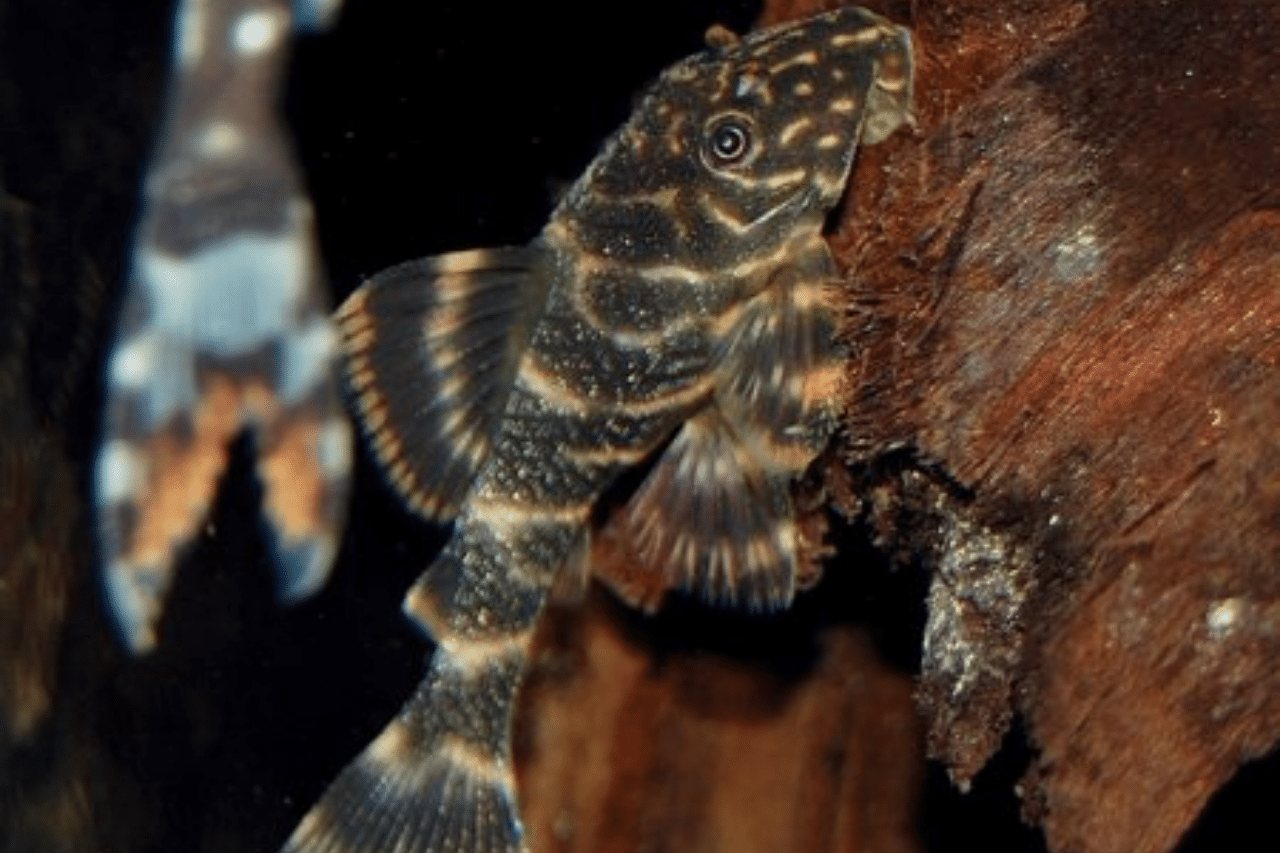 L104 - Clown Pleco - Planted Aquaria