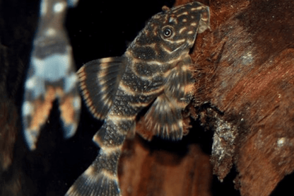 L104 - Clown Pleco - Planted Aquaria