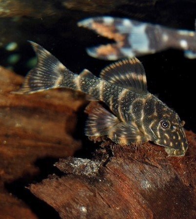 L104 - Clown Pleco - Planted Aquaria