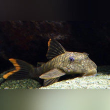 L106 - Orange Seam Pleco - Planted Aquaria