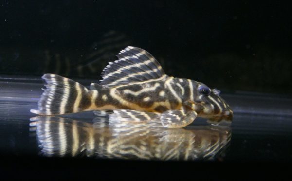 L129 - Colombian Zebra Pleco - Planted Aquaria