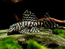 L129 - Colombian Zebra Pleco - Planted Aquaria