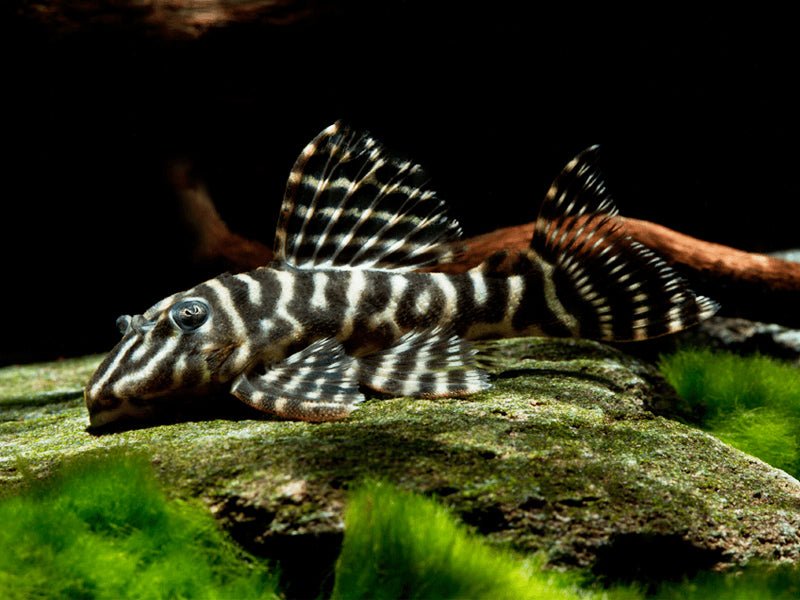 L129 - Colombian Zebra Pleco - Planted Aquaria