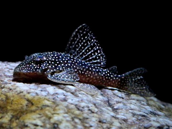 L136 - Gold Spotted Pleco - Planted Aquaria
