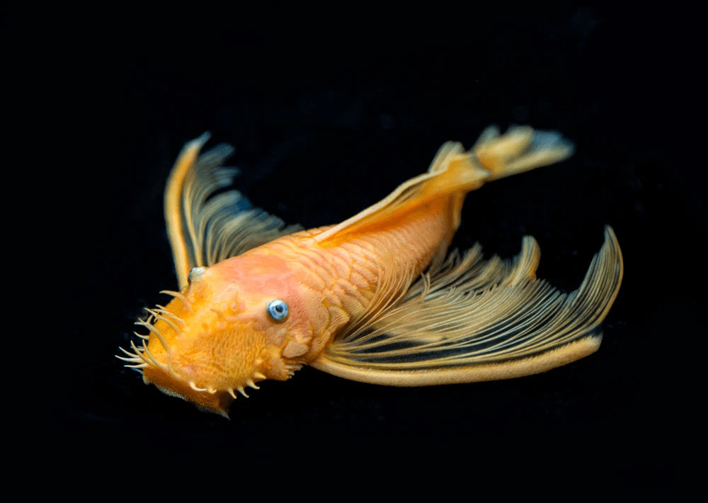 L144a - Longfin Blue Eye Lemon Bristlenose Pleco - Planted Aquaria