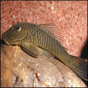 L146 - Rubberlip Pleco - Planted Aquaria