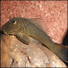L146 - Rubberlip Pleco - Planted Aquaria