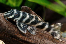 L199 - Venezuelan Zebra Pleco - Planted Aquaria