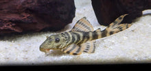 L226 - Iquitos Tiger Pleco - Planted Aquaria