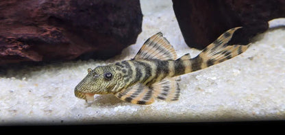 L226 - Iquitos Tiger Pleco - Planted Aquaria