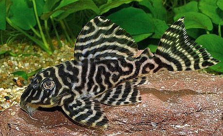 L333 - King Tiger Pleco - Planted Aquaria