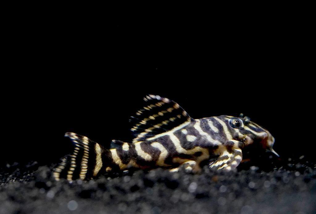 L340 - Mega Clown Pleco - Planted Aquaria