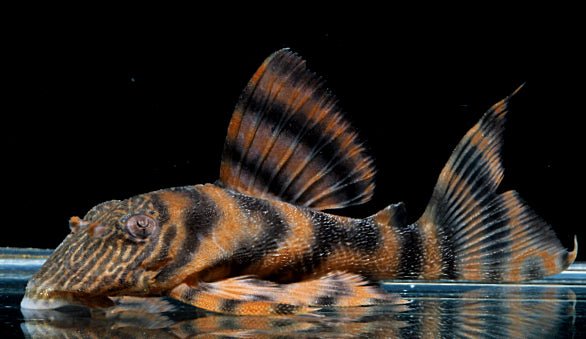 L397 - Alenquer Tiger Pleco - Planted Aquaria