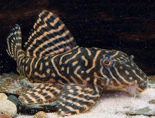 L401 - Rio Curua / Royal King Alenquer Pleco - Planted Aquaria