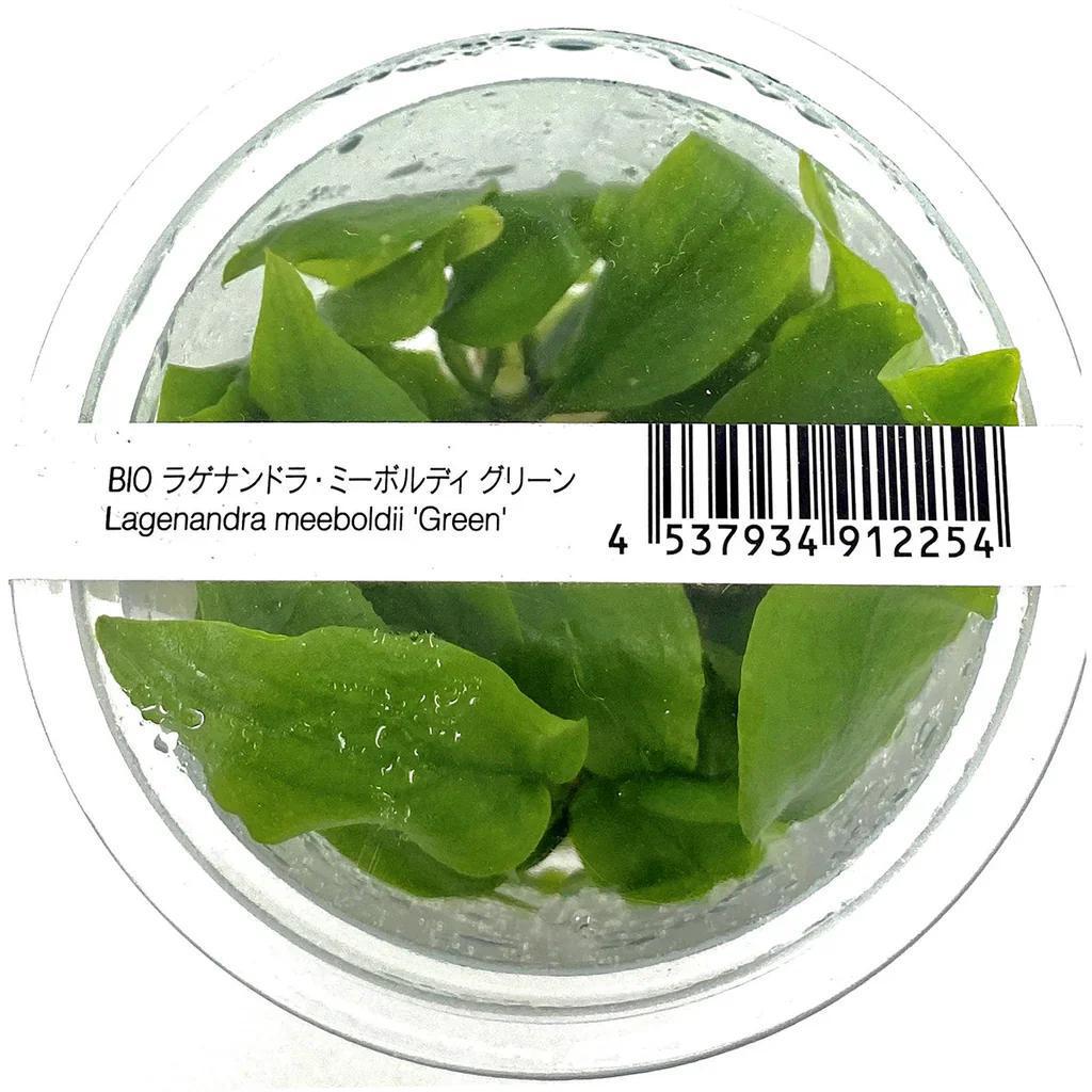 Lagenandra meeboldii 'Green' - ADA TC - Planted Aquaria