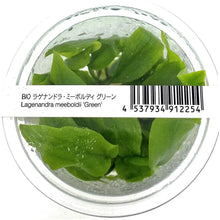 Lagenandra meeboldii 'Green' - ADA TC - Planted Aquaria
