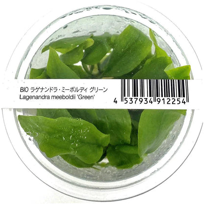 Lagenandra meeboldii 'Green' - ADA TC - Planted Aquaria